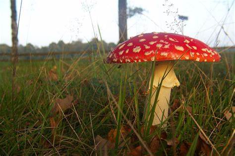 Poisonous mushrooms - bad picks from the forest - Harkie Global