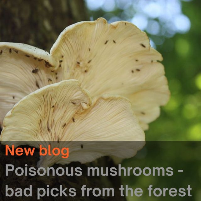 Read our latest blog about poisonous mushrooms 🍄😱 (link in bio).  #harkie
#harkieglobal  #arborist
#arboristsofinstagram #forestry #treesurgeon #treesurgery #treeclimber
#treecutting #climbing #treecare
#outdoorlifestyle #arbgear
#arblife #arblifestyle #outdoorclothing #poisonousmushrooms